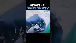 하다하다 소가 '오토바이 타는' 밈 영상
