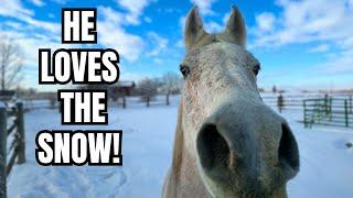 DID my ARABIAN horse survive the BLIZZARD?!