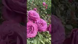 A garden full of different color roses