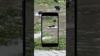 The Cows 