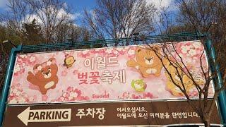 대구이월드 벚꽃축제 Daegu E-World Cherry Blossom Festival