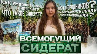 Секреты сидератов: удвойте эффективность с нашими советами! Горчица. Овес. Фацелия. Рожь. Редька