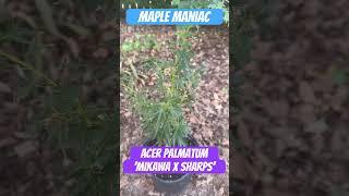 Acer palmatum ‘Mikawa X Sharps’ from Mrmaple.com  #mrmaple #japanesemaple #garden