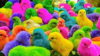 Ayam Lucu, ayam warna warni, ayam rainbow, kelinci lucu, bebek lucu, ikan koi, Hewan Lucu