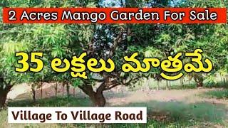 2 Acres Mango Garden For Sale || Warangal Highway From 20Km Only || Very Low Price || Clear Title