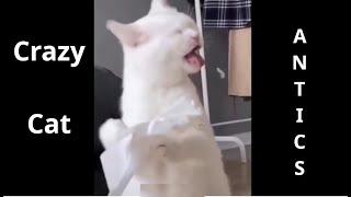 Funny Insane Crazy Cat Antics