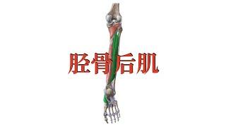 胫骨后肌 Tibialis posterior