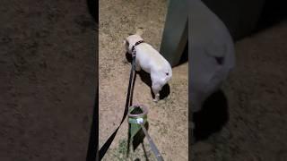 엄마는 쉬고 싶습니다‼️ 저녁산책  아기돼지 아님 프렌치불독  #frenchbulldog #dog #dogs #poop #petiquette #프렌치불독 #bulldog
