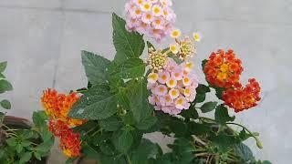 Lantana Plant  : A lovely flowering plant which can survive in wide range of climates and soil types