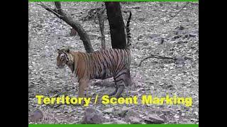 Territory / Scent Marking of Tiger, Ranthambhore tiger Reserve, guide Vipul Jain