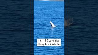 보면 행복해지는 아기 혹등고래 (humpback whale) 점프 영상