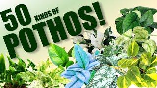 50 POTHOS SPECIES | HERB STORIES