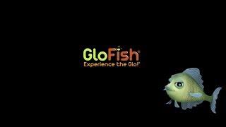 Gloria GloFish® Global Pet Expo 2018 – Spectrum Brands – Anderson Group