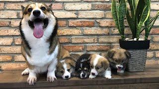 Corgi puppies growing up from birth to 2 months