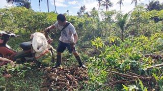 Nanguha ng Cassava na Pakain ng Mga Alaga Naming Baboy pati Kambing Manok at Pabo Kumakain din nito