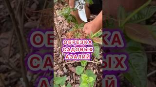 ОБРЕЗАТЬ или НЕТ #дача #самсебеагроном #сад #огород #азалия #рододендрон #обрезка #черенкование