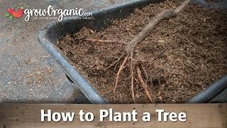 How to Plant a Fruit Tree in Your Garden or Orchard - Bare Root Guide