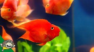 Derp Fish! aka Blood Parrot Care Guide