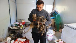 截断老鼠退路 关上房门放入3只狸花猫 紧张刺激的狩猎马上开始