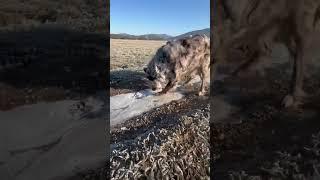 #ice #zoomies #aussie #iceiceice #dog #winter #dogplaying #play #australianshepherd #outdoors #cold