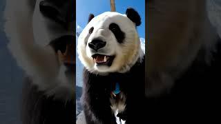 No way！  This might be too dangerous #shorts #panda #funny