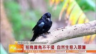 桃園有線新聞20201117-拍鳥賞鳥不干擾 自然生態入眼簾