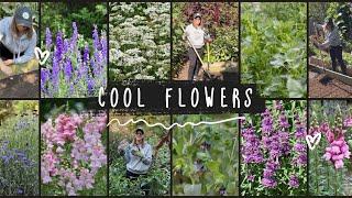 Cool Flowers Planting Guide!! How, When, & Why to Fall Plant Hardy Annuals