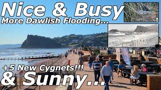 Seawall & Seafront, More Dawlish Flooding & 5 New Cygnets! - 18/09/24