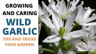 Growing Wild Garlic Allium ursinum: A Guide to Growing and Caring for Wild Garlic in Your Garden