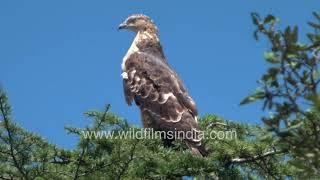 European Honey Buzzard on passage migration, as seen at wildfilmsindia Jabbarkhet mountains