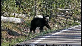 Birding Colorado Prairie & The Rockies Part I