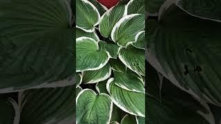 Hosta “francee”