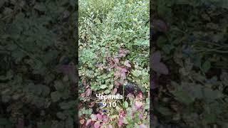 Черничное нашествие в октябре, черника осенью