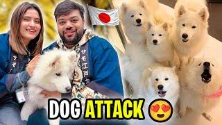 We Went To Dogs House In Japan  | Tokyo Mein Dogs Ne Attack Kar Diya 