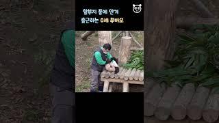 푸바오는 매일매일 할부지랑 같이 출근할거야! Baby Panda Fubao & Zookeeper