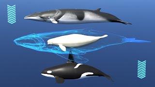  Whales (3D match game). Types of whales