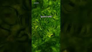 Stomata Under Microscope (Tree Leaves)