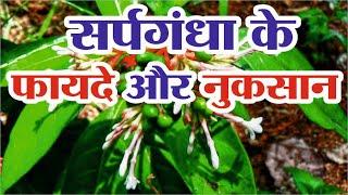 सर्पगंधा के फायदे | Sarpagandha side effects | Sarpgandha ke fayde | Sarpagandha tree