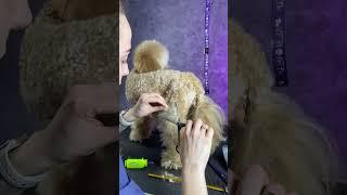 Toy Poodle Glow Up  Grooming #dog #pets #puppy