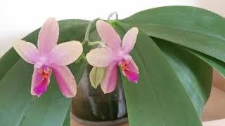 Phalaenopsis Sweet Memory Liodoro , easy very fragrant orchid.Cultivation/care in UK on indoor shelf