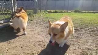 Walking with Danbi & Sasha - SAMCORGI