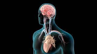 Scott Greenberg, MD - Atrial Fibrillation