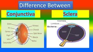 Difference between Conjunctiva and Sclera