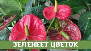 Мужское счастье ( антуриум) зеленеет цветок, причины