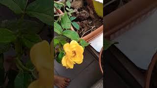 yellow button rose beautiful flower #ytshort #trending #gardening