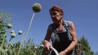 Midi-Pyrénées : le jardin de Dany