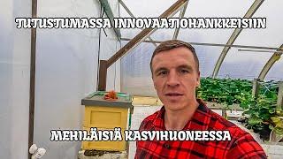 Tutustumassa innovaatiohankkeisiin - Tarhamehiläiset pölyttäjinä kasvihuoneessa