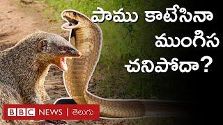 Snake Vs Mongoose : పాము, ముంగిసల శత్రుత్వం నిజమేనా? పాము కాటేసినా ముంగిస చనిపోదా?