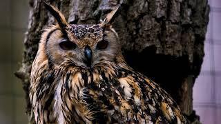 Video of a Great Horned Owl#subscribe #youtubeindia #youtube #bangladesh #youtubeshorts #beautiful