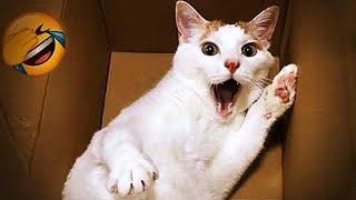 Laugh Uncontrollably! Best Funny Cat Videos 2024  Best Funny Catss 2024 